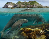 Hydrodamalis gigas and a dugong