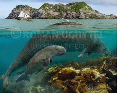 Hydrodamalis gigas and a dugong