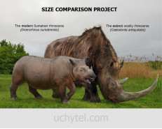 Size Comparison Project