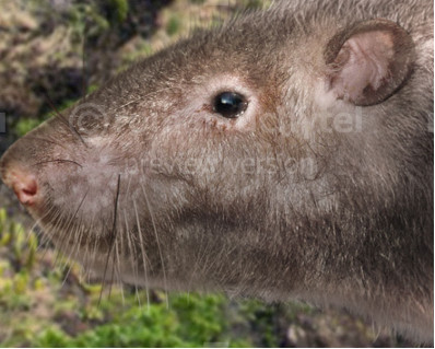 Tenerife giant rat