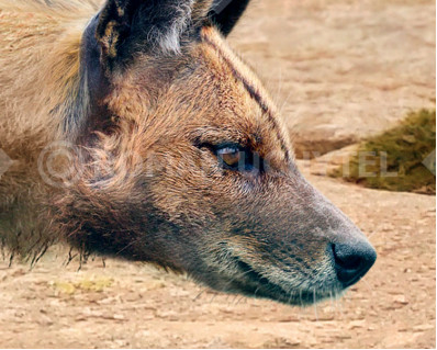 Sardinian dhole