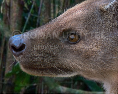 Hyaenodon mustelinus