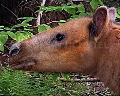 Lambdotherium