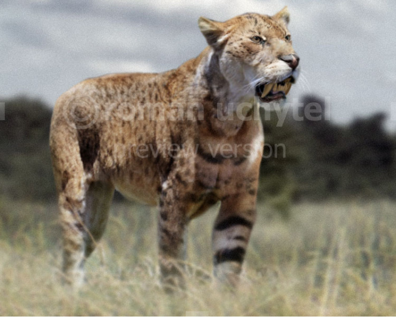 Giant Pleistocene ostrich-like bird (Pachystruthio dmanisensis) image ...