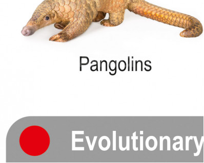 Evolution of mammals, poster