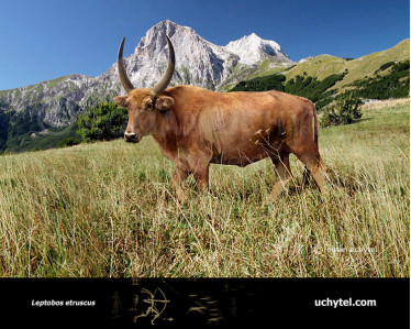 Bison sivalensis зображення купити недорого Uchytel