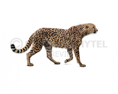 Giant cheetah (Acinonyx pardinensis)