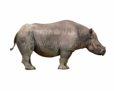 Aktautitan hippopotamopus