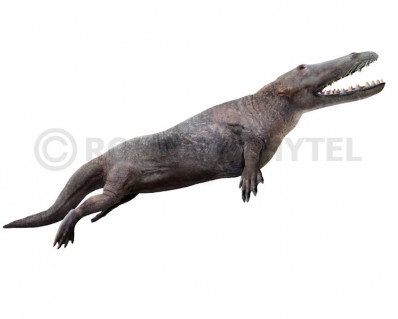 Ambulocetus natans