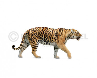 Panthera aff. tigris