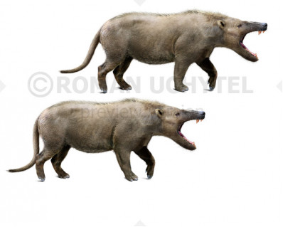 Andrewsarchus mongoliensis