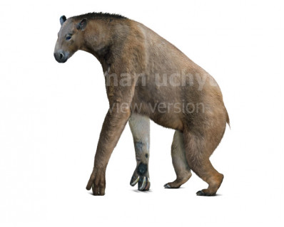 Anisodon (Chalicotherium) grande 