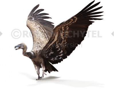 Argentavis magnificens