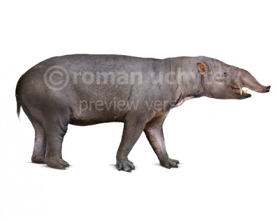 Astrapotherium magnum