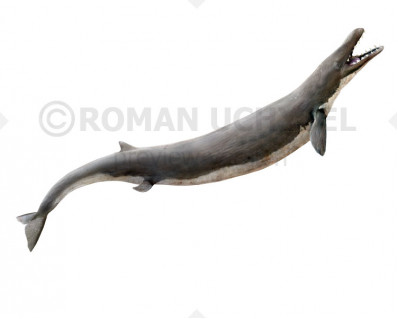 Basilosaurus