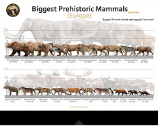 Biggest Prehistoric Mammals of Europe (Carnivore), poster