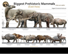 Biggest Prehistoric Mammals of East Asia (Herbivore), poster