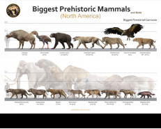 Biggest Prehistoric Mammals of NA (Carnivore), poster