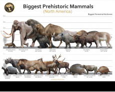 Biggest Prehistoric Mammals of NA (Herbivore), poster