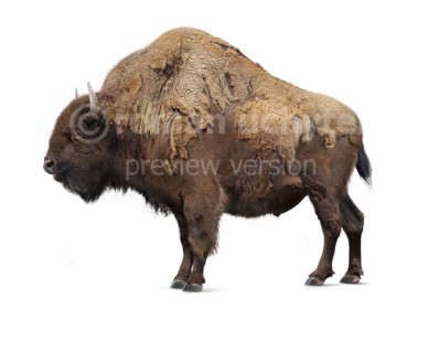 Bison antiquus (Ancient bison)