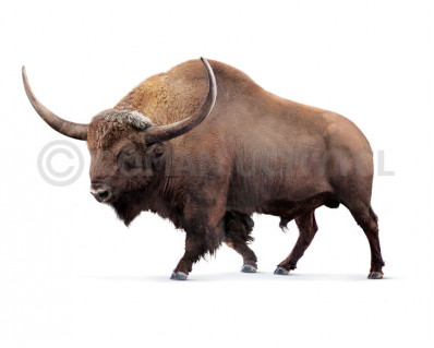 Bison latifrons (Giant North American Bison)