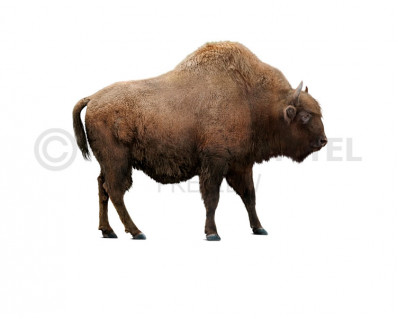 Bison menneri (Menners wisent)