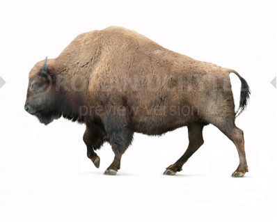 Bison occidentalis