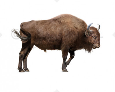 Bison sivalensis