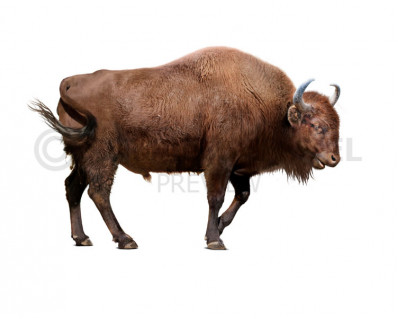 Bison sivalensis