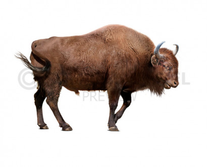 BAISON(•ө•)ページ Bison sivalensis зображення купити недорого Uchytel
