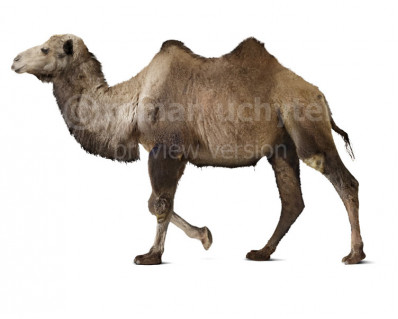 Camelus knoblochi