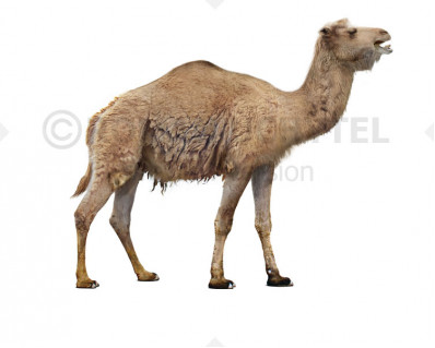 Camelops hesternus