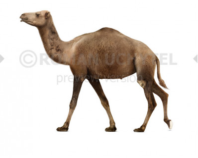 Camelops hesternus