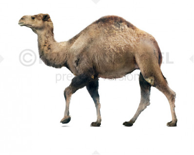 Syrian camel