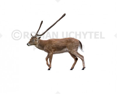 Cretan dwarf deer