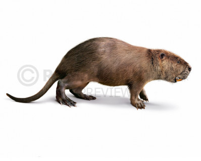 Giant Beaver (Castoroides ohioensis)