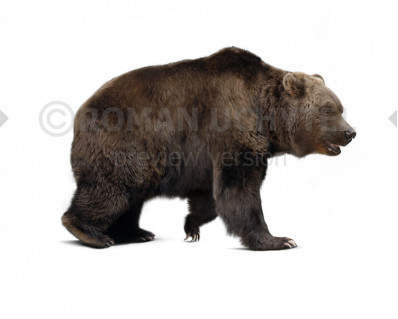 Ursus spelaeus