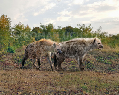 Cave hyena