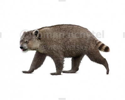 Giant Raccoon (Chapalmalania altaefrontis)