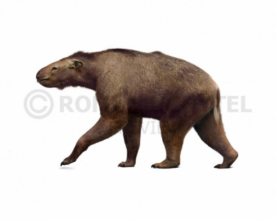 Chasicotherium