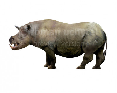 Chilotherium