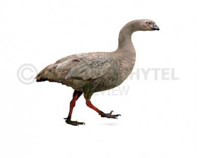 New Zealand goose