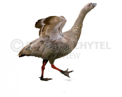 New Zealand goose