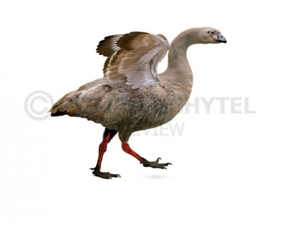 New Zealand goose