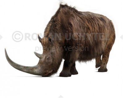 Woolly rhinoceros (Coelodonta antiquitatis)