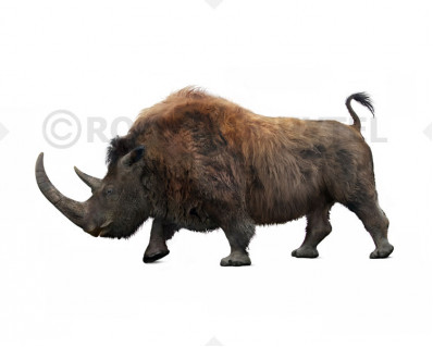 Woolly rhinoceros (Coelodonta antiquitatis)