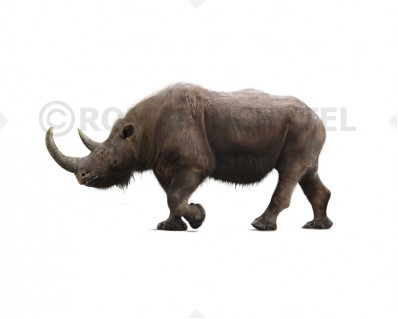 Nihewan woolly rhinoceros