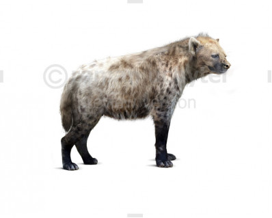 Cave hyena