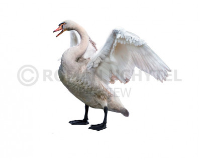 Giant Swan (Cygnus falconeri 