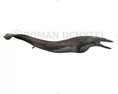 Cynthiacetus